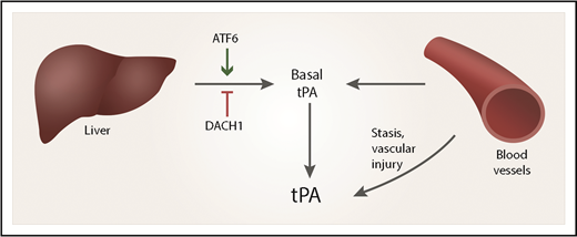 The plasma level of tPA reflects contributions from vascular endothelium and hepatocytes. Hepatocyte expression of tPA is regulated by DACH1 and ATF6.