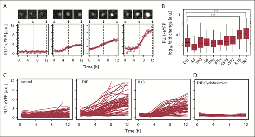 Figure 1. Tumor necrosis factor (TNF) and interleukin-1β (IL-1β) upregulate PU.1 protein in hematopoietic stem cells (HSCs) in vitro. (A) Examples of PU.1–enhanced yellow fluorescent protein (eYFP) expression kinetics in single HSCs upon TNF stimulation. Solid line: smoothed PU.1-eYFP expression dynamics from individual measurements (circles). Cell image tile length is 30 μm. (B) PU.1 induction by cytokine stimulation in HSCs. PU.1-eYFP fold changes were calculated for individual HSCs as 12 hours vs 0 hours values from continuous quantitative live imaging. Media was supplemented in all conditions with stem cell factor (SCF) (control) and additional cytokine as indicated. Analyzed HSCs SCF: 165, TPO: 255, IL-3: 112, IL-6: 89, interferon-γ (IFN-γ): 79, IFNα: 100, CSF3: 82, CSF2: 85, IL-1β: 94, TNF: 98, from n = 3-7 independent experiments/cytokine. ***P < 1 × 10−6, Bonferroni corrected analysis of variance (ANOVA). No other significant differences were detected. (C) PU.1-eYFP time courses of single cells cultured for 12 hours. Shown traces are sampled from 3 representative animals per condition. Control: 73, TNF: 101, IL-1β: 73. (D) PU.1-eYFP time-courses of single cells in presence of TNF + 50 µg/mL translation inhibitor cycloheximide. Cells: TNF: 86, TNF + cycloheximide: 27.
