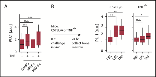 Figure 2. Inflammatory signals are integrated through TNF via NF-κB to directly regulate PU.1 in HSCs in vivo. (A) NF-κB-signaling is essential for PU.1 induction by TNF. Quantification of HSC PU.1-eYFP levels 12 hours after stimulation with NF-κB inhibitor (NEMO-binding domain peptide, 30 μM) or p38 MAPK inhibitor (SB239063, 50 μM). Cells: Ctrl: 162, TNF: 223, NF-κB-i: 233, p38 MAPK-i: 48. ***P < .002, ANOVA. (B) TNF is required for PU.1 induction by LPS in vivo. Immunofluorescence quantification of PU.1 protein in C57BL/6 or TNF−/− HSCs 24 hours after in vivo LPS or TNF stimulation. Data presented from wild-type: PBS, n = 4; LPS, n = 4; TNF, n = 2 mice. Knockout: PBS, n = 4; LPS, n = 4; TNF, n = 3 mice. *P < .05; **P < .01, ANOVA.