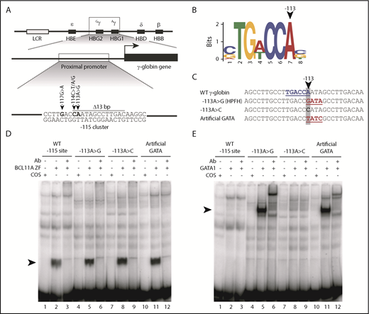 Figure 1. The −113A>G HPFH mutation does not disrupt BCL11A binding but rather creates a de novo binding site for the transcriptional activator GATA1 in vitro. (A) Five mutations and a 13-bp deletion (Δ13bp) at the −115 site of the γ-globin promoter have been reported to induce HPFH. (B) The −113A>G HPFH mutation alters a critical residue within the BCL11A in vivo binding motif TG(A/T)CCA.5,6 (C) The −113A>G HPFH mutation creates a “GATA” motif at the −115 site of the γ-globin promoter. The γ-globin promoter sequences (−128 to −100 bp) of other introduced mutations, −113A>C and −113A>T/−110A>C, which creates an “artificial GATA” site (TATC as the reverse complement), are also shown. The BCL11A TGACCA motif is highlighted in blue and GATA motifs are highlighted in red. (D) EMSA showing that BCL11A zinc fingers (ZF) bind to the wild-type (WT) −115 site of the γ-globin promoter (−128 bp to −100 bp) and that the −113A>G HPFH mutation, −113A>C mutation, and “artificial GATA” site do not disrupt BCL11A binding in vitro. Nuclear extracts were prepared from COS-7 cells transfected with a pcDNA3 empty vector as a control or from COS-7 cells transiently overexpressing BCL11A ZF (amino acids 740-835). A supershift of the BCL11A ZF:probe complex was performed with an antibody (Ab) against endogenous BCL11A. (E) GATA1 does not bind to the WT −115 site of the γ-globin promoter (−128 bp to −100 bp) or the −113A>C mutation, however, the −113A>G HPFH mutation and an “artificial GATA” site create a de novo binding site for GATA1 in vitro. Nuclear extracts were prepared from COS-7 cells transfected with a pcDNA3 empty vector as a control or from COS-7 cells transiently overexpressing full-length GATA1. A supershift of the GATA1:probe complex was performed with an Ab against endogenous GATA1.