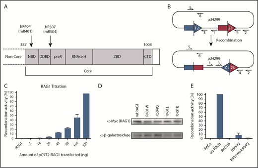 Figure 1. RAG1 mutations affect V(D)J recombination in vivo. (A) Schematic of RAG1 showing the main core RAG1 subdomains. The positions of the mutations in the patient are shown with the equivalent mouse amino acids in brackets beneath. (B) Plasmid pJH299 used to quantify V(D)J recombination in vivo. Here, 12- and 23-RSSs are indicated as triangles. After inversional recombination, primers 1+2 and 3+4 are used in a qPCR nested assay, with a hydrolysis probe across the RSS junction. Total plasmid amounts are measured using primers 5 and 6. (C) Increasing amounts of WT RAG1 expression plasmid were transfected into NIH3T3 cells, and the levels of recombination were determined. A direct correlation with the amount of RAG1 activity is observed. n = 3; error bars show standard error of the mean (SEM). (D) Western blot showing expression levels of the various RAG1 proteins in transfected NIH3T3 cells; a β-galactosidase expression vector was co-transfected as a loading control. (E) Recombination levels using WT and mutated RAG1 proteins, relative to WT RAG1. Recombination was normalized according to the total amount of recombination plasmid recovered; similar levels of RAG1 protein expression were verified by western blotting (D). n = 3; error bars show SEM. CTD, carboxy-terminal domain; DDBD, dimerization and DNA binding domain; NBD, nonamer binding domain; preR, pre-RNaseH domain; ZBD, zinc binding domain.