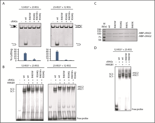 Figure 2. RAG1 mutations affect cutting and binding in vitro. (A) Cutting at a 12-RSS (left) or 23-RSS (right) is shown. An oligonucleotide carrying a consensus 12- or 23-RSS, as indicated, was incubated with equivalent amounts of core RAG2 (cRAG2) plus the core RAG1 (cRAG1) proteins shown (C) in the presence of HMGB1, with a 10-fold excess of unlabeled 23- or 12- partner RSS. For cutting reactions on the far right of each gel, equal amounts of R401W and R504Q were mixed to give the same total amount of RAG1 as the other lanes. The percentage cutting is indicated beneath the gels; an asterisk indicates the labeled oligonucleotide. (B) Binding to a labeled 12-RSS (left) and 23-RSS (right). Binding reactions were performed with cRAG2 and the cRAG1 proteins indicated. Complexes SC1 and SC2, as well as HSC1 and HSC2, are shown. (C) The levels of purified RAG proteins are equivalent. Purified, maltose binding protein-tagged cRAG1 and cRAG2 proteins were separated by electrophoresis and the gel stained with Coomassie blue. The various RAG1 proteins are indicated above each lane. (D) Comparison of R401W and WT RAG1 binding to a 12-RSS. RAG binding reactions were performed in the presence or absence of HMGB1, as indicated. Whereas R401W forms equivalent complexes to WT with the 12-RSS, in the absence of HMGB1, R401W does not form HSC1.