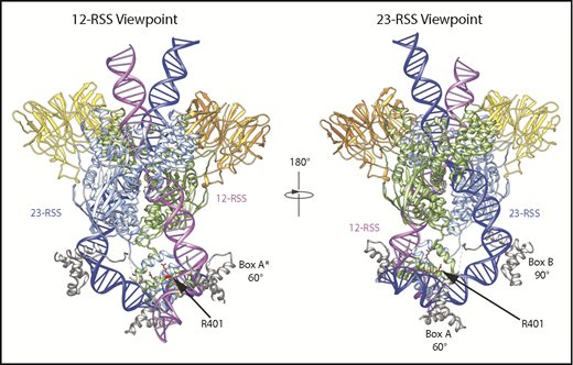 Figure 3. HMGB1 binding to the RAG/DNA complex. HMGB1 binding was determined from the published cryo-electron microscopy and X-ray crystal structures of mouse RAG/RSS complexes.12,13 Blue and green cartoons represent individual RAG1 monomers. (Left) HMGB1 Box A from the 23-RSS structure was superimposed over the density that likely corresponds to HMGB1 Box A at the 12-RSS, denoted by the asterisk.13 This falls directly opposite R401 of mouse RAG1, indicated in red. R401 contacts DNA in the 12-RSS spacer, close to the RSS nonamer. (Right) HMGB1 Box B binding is observed in the middle of the 23-RSS spacer, whereas an additional area of HMGB1 binding (Box A) lies opposite R401 (in red) at the 23-RSS. Data from PDB 6CG0.13