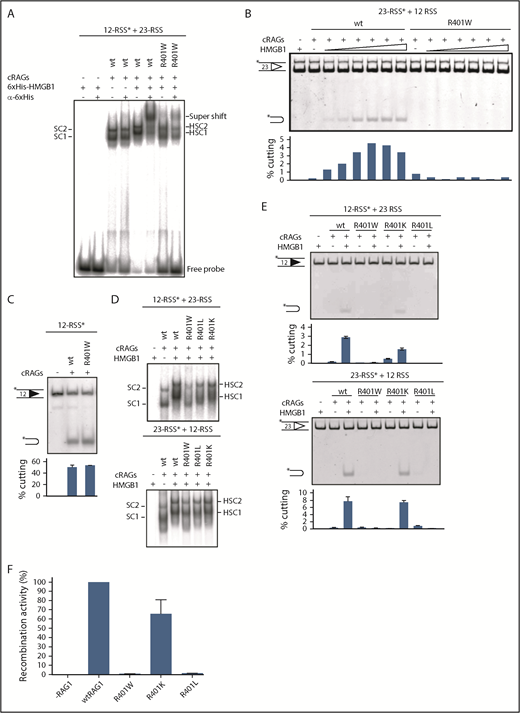 Figure 4. Amino acid substitutions progressively restore HMGB1 binding and RAG1 activity. (A) HMGB1 binds less well to R401W/12-RSS complexes. WT or R401W mutant RAG1 complexes were formed with a labeled 12-RSS in the presence or absence of His-tagged HMGB1. A 23-RSS oligonucleotide partner was present in all cases. Supershifted complexes formed on addition of an anti-His tag antibody are indicated. The mobilities of SC1, SC2, HSC1, and HSC2 are shown. (B) Increasing amounts of HMGB1 do not restore cutting with R401W. RAG cutting reactions were performed with WT RAG1 or R401W in the presence of increasing amounts of HMGB1 (0, 25, 50, 100, 200, 400, 800 nmoles). A 23-RSS substrate was used, as HMGB1 has the greatest effect at this type of RSS. It is notable that in the absence of HMGB1, cutting by WT RAG1 is not detectable (lane 2). (C) R401W has catalytic activity. RAG cutting reactions were performed using a single labeled 12-RSS in the presence of manganese. (D) HSC1 and HSC2 complexes become increasingly like WT RAG1 complexes with R401L and R401K. RAG binding to a labeled 12- or 23-RSS in the presence of an unlabeled partner RSS and HMGB1, as indicated. The gel was run for longer than Figure 2B to better separate the complexes; a cropped image is shown to highlight the mobility differences. (E) RAG cutting with R401W, R401L, and R401K. RAG cutting was performed with a labeled 12-RSS or 23-RSS, indicated by the asterisk, in the presence of unlabeled partner and the RAG1 proteins indicated, with or without HMGB1. The percentage cutting is given beneath the gel. (F) R401K recombination activity is close to WT RAG1 levels in vivo. Recombination was monitored using pJH299 and equivalent levels of RAG1 proteins (Figure 1B,D). Recombination levels are shown relative to WT RAG1. n = 3; error bars show SEM.