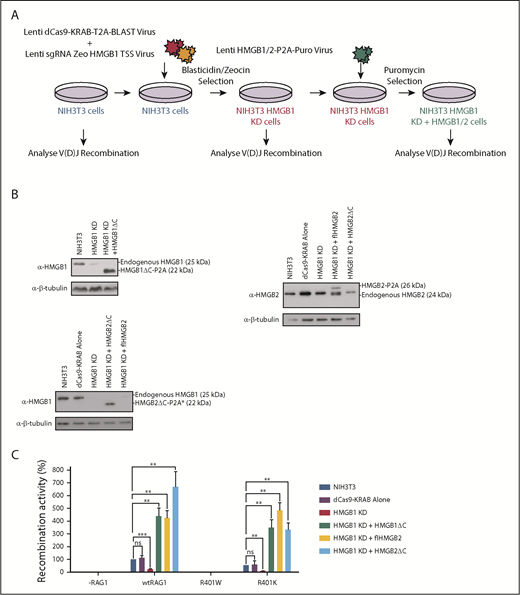 Figure 5. Knockdown of HMGB1 significantly reduces V(D)J recombination in vivo. (A) Schematic of the steps used in CRISPR/Cas9-mediated knockdown of HMGB1. Transduction with lentiviruses and antibiotic selection steps are shown. (B) Representative western blots showing the levels of HMGB1 and full-length (fl) and C-terminal deletion (ΔC) HMGB2 relative to a β-tubulin control. Antibodies that specifically recognize HMGB2ΔC are unavailable, as the epitope lies at the C terminus. However, the core regions of HMGB1 and HMGB2 are 85.5% identical, and the anti-HMGB1 antibody cross-reacts with HMGB2 (indicated by the asterisk). (C) V(D)J recombination levels with the RAG1 proteins shown in WT NIH3T3 cells (blue bars), when the KRAB repressor as introduced in the absence of guide RNAs (purple bars), when HMGB1 has been knocked down (red bars), or when HMGB1 (dark green bars) or HMGB2 full-length (light green bars) or HMGB2ΔC (turquoise bars) have been reintroduced. n = 3; error bars show SEM. The changes in recombination activity are statistically significant. Student t test; **P = .01; ***P = .001. The endogenous HMGB2 in NIH3T3 cells could account for residual recombination activity after HMGB1 knockdown. ns, nonspecific.