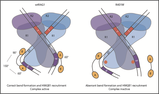 Figure 6. Schematic showing altered HMG binding to WT RAG1 and R401W. The DNA strands are shown with the heptamer, spacer, and nonamer indicated. A and B represent the likely positions of HMG Box A and B, respectively, and R1 and R2 represent RAG1 and RAG2. The bend angles within each RSS are shown.