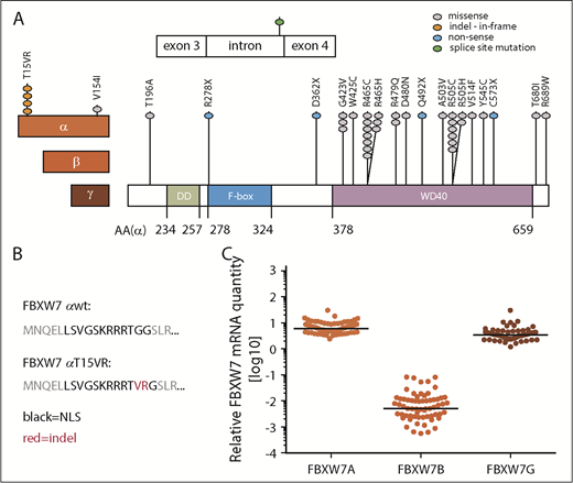 Figure 1. Identification of FBXW7 mutations in untreated CLL patients. (A) In a total of 905 untreated CLL patients, 41 FBXW7 mutations were identified. The 3 different isoforms of FBXW7 have different N-termini (red boxes) but share the same dimerization (DD; green box), F-Box (blue box), and WD40 domains (purple box). Amino acid residues are numbered for the FBXW7α-isoform (AA (α)). Mutations are denoted by dots colored according to the alteration of the respective amino acid. (B) FBXW7α-isoform specific indel mutation result in the T15VR mutation within the nuclear localization signal (NLS). (C) Expression of the FBXW7α, -β, and -γ isoforms in 72 CLL patient samples relative to 3 housekeeping genes HPRT1, PPIA, and TBP. mRNA, messenger RNA.