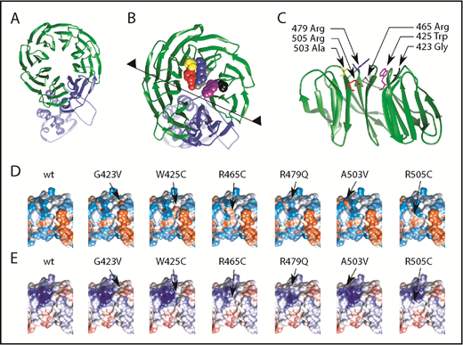 Figure 2. Most common FBXW7 mutations in CLL lead to structural changes in hotspot substrate binding areas resulting in different hydrophobicity and electrostatic interactions. (A) FBXW7 ribbon structure depicting α-helical and β-sheet structures. WD40 domain highlighted in green. (B) Magnification of panel (A) of amino acid residues 423 (black), 425 (purple), 465 (gray), 479 (blue), 503 (yellow), and 505 (red). (C) Partial view from the midpoint of the structure (see black line and arrowheads in panel B) reveals side-chain protrusions of these amino acid residues into the center of the circular β-sheet configuration. Most common mutations cause changes of (D) hydrophobicity and (E) electrostatic surfaces. In panel D, red indicates hydrophobic surfaces; blue, hydrophilic surfaces. In panel E, red indicates negative electrostatic surfaces; blue, positive electrostatic surfaces.
