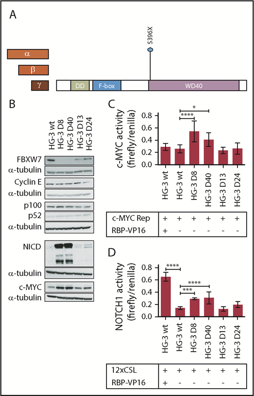 Figure 3. Lack of the FBXW7-WD40 domain results in the accumulation of FBXW7 substrates NICD and c-MYC. (A) Heterozygous or homozygous indel mutations were induced in FBXW7 at the protein amino acid position 396 in the CLL cell line HG-3 using CRISPR-Cas9. (B) FBXW7, Cyclin E, p100/p52, c-MYC, and NICD protein levels were analyzed in FBXW7-mutated HG-3 cell lines via western blot (representative of 3 blots). (C) c-MYC promoter activity (n = 3) and (D) transcription factor activity of NOTCH1 (n = 3) was quantified in HG-3 wt and HG-3 clones with FBXW7 truncation using luciferase reporter plasmids with the respective transcription factor binding motifs. Overexpression of the NOTCH1 coactivator RBP was used as positive control. Statistical significance was assessed via 1-way analysis of variance followed by Bonferroni’s posttest (****P < .0001; ***P < .001; *P < .05).