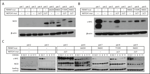 Figure 4. CLL patients with FBXW7 mutations have increased NICD levels. (A) Cleaved NOTCH1 (NICD) and (B) c-MYC protein levels were determined in primary CLL cells from patients with and without FBXW7 mutations. Different NICD band sizes of patients 7 and 8 might be due to degradation products of NICD or due to different posttranslational modifications. (C) Translation in primary CLL patient cells was inhibited by 10 µg/mL cycloheximide (CHX) for the indicated periods of time. NICD and c-MYC protein levels were analyzed via western blotting. Stable c-MYC levels in patient 5 might be observable due to MYC lesions or dysregulation of other proteins responsible for c-MYC degradation. Loading control for patients 2, 5, 6, and 9 is β-actin, for patients 3, 7, and 8 the loading control is α-tubulin. NOTCH1 ΔCT mut, NOTCH1 deletion of a CT dinucleotide (P2514fs); pat, patient.