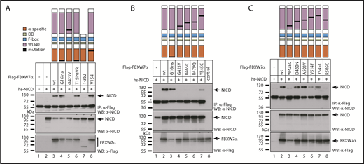 Figure 5. Effect of patient-specific mutations in FBXW7 on NICD binding. (A-C) Coimmunoprecipitation (CoIP) of NOTCH1-IC (NICD) with wild-type or mutant FBXW7 constructs. HEK293 cells were cotransfected with NICD (which corresponds to the human NOTCH1 intracellular domain, aa 1761-2555) and the indicated Flag-tagged FBXW7α constructs. Expression of NICD (middle panel) and Flag-FBXW7 proteins (bottom panel) was verified by western blotting. CoIPs were performed 24 hours after transfection. *The heavy chain of anti-Flag antibody used for IP. Localization of the corresponding mutations is shown schematically in the topmost panel. (B) Lane 8: expression control for FBXW7, lysate from FBXW7 transfected cells, no-CoIP. Control CoIPs for testing unspecific binding to the Flag column are shown in supplemental Figure 2. hs-NICD, homo sapiens-NICD; IP, immunoprecipitation; WB, western blot.