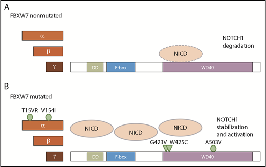 Figure 7. Proposed model of NICD degradation in CLL patients with and without FBXW7 mutations. NICD is targeted by wt FBXW7 (A), whereas mutations in the FBXW7 substrate binding domain G423V and W425C result in insufficient recognition of NICD (B; triangles). In contrast, mutations A503V as well as α-specific mutations T15VR and V154I do not impact on NICD binding (B; circle).