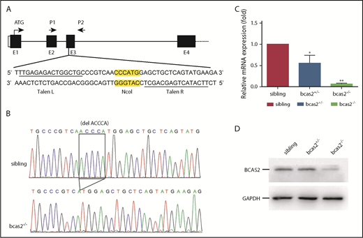 Figure 1. TALEN-mediated targeted mutagenesis of bcas2. (A) A schematic diagram showing the genomic organization of bcas2 with the first 4 exons (E1-E4) and connecting lines depicting introns and the location of the TALEN pair used to generate bcas2 mutants. P1 and P2 show the primer sites for amplification. The NcoI restriction site in the spacer region is used for mutation detection. (B) DNA sequencing identified a deletion of 5 bases in the third exon of bcas2, which forms a premature stop code in the coding region of bcas2 in the mutant line. (C) Real-time PCR analysis shows a 50% decrease in bcas2 mRNA expression in heterozygous embryos and almost undetectable bcas2 mRNA in bcas2−/− mutants at 3 dpf. (D) Western blot analysis shows similar expression of BCAS2 in siblings and heterozygous embryos but greatly decreased expression in bcas2−/− mutants at 3 dpf.