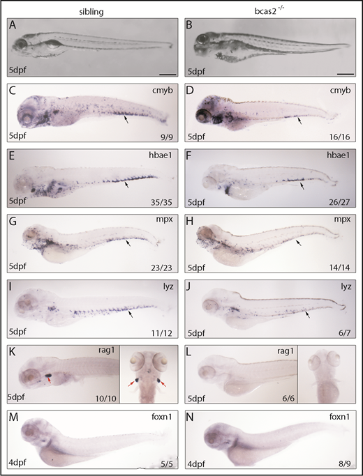 Figure 2. Knockout of bcas2 affects definitive hematopoiesis. (A-B) The bright field images showed developmental defects in bcas2−/− zebrafish at 5 dpf. (C-L) Whole-mount in situ hybridization showed defective definitive hematopoiesis as shown by the alteration of (D) cmyb, (F) hbae1, (H) mpx, (J) lyz, and (L) rag1 in bcas2−/− mutants compared with corresponding sibling embryos (C,E,G,I,K). Thymus epithelial cell marker foxn1 is expressed normally in the thymus at 4 dpf (M-N). Numbers at the bottom right indicate the number of embryos with similar staining patterns among all embryos examined. Black arrows indicate HSPCs in the CHT; red arrows indicate HSPCs in the thymus. Scale bar, 200 μm.
