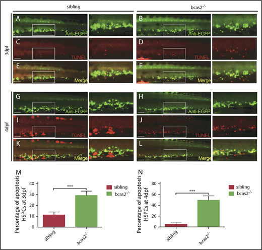 Figure 4. Defective definitive hematopoiesis results from the increased apoptosis of HSPCs of bcas2−/− zebrafish. (A-L) Double immunostaining of cmyb: EGFP and TUNEL at 3 dpf showed an increased apoptosis of HSPCs in the CHT of bcas2−/− mutants that was more prevalent at 4 dpf. Scale bars, 50 μm. (M-N) Quantification of the percentage of the apoptosis of HSPCs in sibling and bcas2−/− mutants at 3 dpf and 4 dpf indicates increased apoptosis of HSPCs in bcas2−/− embryos. For the quantitative analysis, at least 6 embryos were analyzed for each experimental group. Data are represented as mean ± SD. ***P < .001.