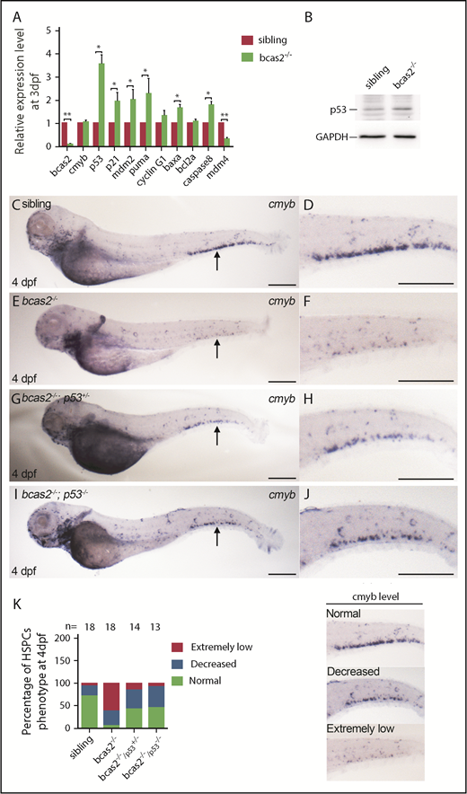 Figure 5. Apoptosis of the HSPCs in bcas2−/− embryos is p53 dependent. (A) Real-time qPCR analysis showed increased expression of all p53-dependent apoptosis-related genes except for cyclin G and bcl2a, after a decrease in Mdm4 expression. (B) Western blot showed increased expression of p53 in bcas2−/− embryos at 3 dpf compared with siblings. (C-F) WISH results showed significantly decreased expression of cmyb in CHT of bcas2−/− embryos at 4 dpf. (G-H) bcas2−/−p53+/− embryos displayed partially rescued cmyb expression at 4 dpf. (I-J) bcas2−/−p53−/− embryos showed well-rescued cmyb expression at 4 dpf. Scale bars, 200 μm. (K) Quantitative analysis of cmyb expression phenotypes in HSPCs, as identified by WISH analysis. The 3 types of cmyb WISH phenotypes in the CHT are shown on the right. The corresponding numbers of embryos are displayed above the columns. Data are represented as mean ± SD. *P < .05; **P < .001.