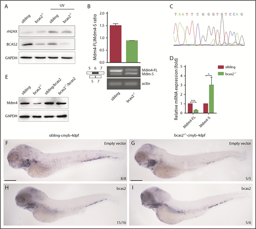 Figure 6. BCAS2 deprivation triggers alternative splicing of Mdm4 without gross changes in DNA damage. (A) The expression of γH2AX in bcas2−/− embryos and siblings showed no difference, even under UV treatment. (B) Semiquantitative PCR analysis and relative quantification of total Mdm4-FL and Mdm4-S isoforms in the CHT region of siblings and bcas2−/− mutants. (C) Sequencing of the shorter product showed a deficiency of exon 6 compared with Mdm4-FL. (D) Real-time PCR analysis of total Mdm4-FL and Mdm4-S isoforms in the CHT region of siblings and bcas2−/− mutants. (E) Mdm4-FL protein levels are reduced in bcas2−/− embryos that can be recovered by re-expression of bcas2. (F-I) Ectopic expression of wild-type bcas2 mRNA can rescue HSPC defects in bcas2−/− mutants at 4 dpf. Scale bars, 200 μm.