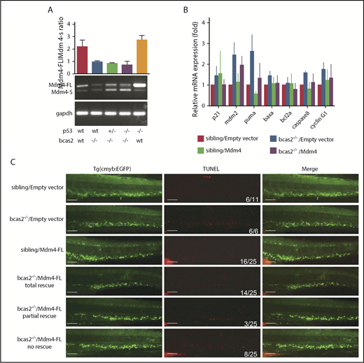 Figure 7. p53 can be activated in response to alternative splicing of Mdm4. (A) PCR analysis of the alternative splicing events on the Mdm4 mRNA upon bcas2 deletion in different p53 genetic backgrounds. (B) Microinjection of Mdm4-FL into bcas2−/− mutants could partially rescue p53 activation. Real-time qPCR of p53 target gene in siblings and bcas2−/− mutants re-expressing Mdm4-FL or empty vector. At least 3 representative experiments were shown as an example. (C) TUNEL staining of siblings and bcas2−/−/Tg (cmyb: EGFP) zebrafish re-expressing Mdm4-FL or empty vector. The last 3 lines represent 3 types of rescue patterns. Scale bars, 50 μm.