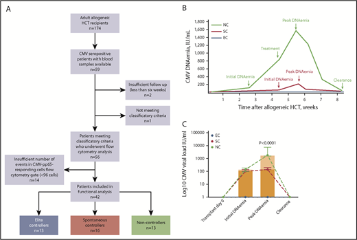 Figure 1. NCs exhibit higher CMV DNA levels than SCs. (A) Study flow. (B) Schematic representation of CMV DNAemia kinetics in 3 patient groups by CMV clinical phenotypes during the first 100 days posttransplant. CMV DNAemia values and dates were retrieved from electronic medical records for CMV-seropositive allogeneic HCT recipients. CMV DNA levels were monitored twice a week while inpatient and weekly thereafter until day 100. EC (blue) had no evidence of CMV reactivation posttransplant. SCs (purple) had detectable CMV DNAemia but at low DNA levels (typically <200 IU/mL) and experienced self-resolved episodes of DNAemia (ie, without need for antiviral therapy). NCs (black) experienced CMV reactivation at higher DNA levels (>1000 IU/mL) lasting >7 days and received preemptive antiviral therapy. See text and Table 1 for specific time to onset, duration, and CMV DNA levels by patient groups. (C) CMV DNAemia kinetics for the study cohort by patient group. Actual values for initial and peak CMV DNA levels are shown. None of the patients underwent transplant with detectable DNAemia. Initial DNAemia refers to the first detectable DNAemia after transplant. Peak DNAemia refers to the highest CMV DNA value (IU/mL) reached during the first episode of CMV reactivation. Bars correspond to median with IQR for each group. Y-axis corresponds to log10 scale. P value for comparison of peak DNAemia between SC and NC by using Mann-Whitney U test is shown. Seven patients from the NC group who failed to achieve clearance of DNAemia in response to antiviral therapy are not shown here. EC (n = 19); SC (n = 16); NC (n = 14).