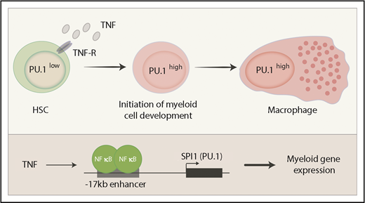 Induction of PU.1 by TNF. HSCs express relatively low amounts of PU.1 protein. Inflammatory pathways induce the expression of TNF, which directly activates SPI1 via the canonical NF-κB pathway. High PU.1 concentration then activates a large group of myeloid genes and promotes differentiation to mature myeloid lineages such as macrophages. TNF-R, TNF receptor.