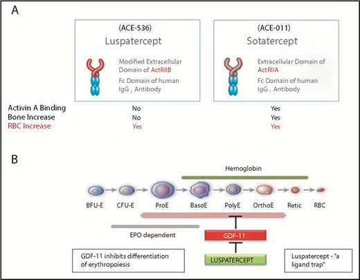 Figure 2. Luspatercept and sotatercept. (A) Molecular structure of luspatercept and sotatercept. (B) Mechanism of action of luspatercept. ACE, angiotensin-converting enzyme; BasoE, baso erythroblast; BFU-E, burst-forming unit erythroid; CFU-E, colony-forming unit erythroid; OrthoE, ortho erythroblast; PolyE, poly erythroblast; ProE, pro erythroblast; Retic, reticulocyte.