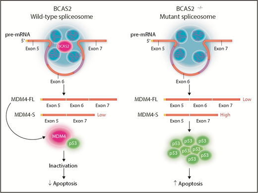 BCAS2 participates in splicing reactions of MDM4 pre-mRNA in HSCs and influences splice site selection.8 In the presence of wild-type levels of BCAS2, the spliceosome preferentially produces MDM4-FL mRNA, which includes exon 6. This results in production of normal MDM4 protein that binds to and inactivates p53. In contrast, in the absence of BCAS2, MDM4 preferentially undergoes alternative spicing, resulting in a shortened version (MDM4-S) that skips exon 6. In BCAS2-null zebrafish, expression of MDM4-S mRNA is increased but MDM4-FL is decreased. The MDM4-S has a premature stop codon, encoding a truncated MDM4-S protein. Together with decreased MDM4-FL mRNA, this results in decreased functional MDM4 protein. Without MDM4 to inactivate it, p53 expression increases leading to increased apoptosis of HSCs.