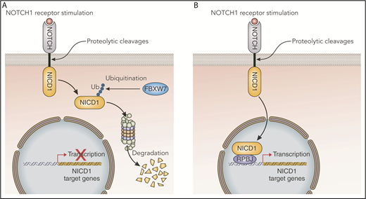 FBXW7 in the NOTCH1 pathway. (A) Under physiological conditions, upon binding with its ligand, NOTCH1 signaling is initiated by a series of proteolytic cleavages of the NOTCH1 receptor that lead to the translocation of the NICD into the nucleus. In the nucleus, NICD recruits RPBJ transcription factor and other coactivators to create an activation complex and to modify the expression of a number of target genes. FBXW7 promotes proteasomal degradation of NICD to limit NOTCH1 signaling. (B) If FBXW7 harbors mutations disrupting its ubiquitin ligase function, then NICD is prevented from being degraded and accumulates in the nucleus thereby sustaining NOTCH1 target gene expression. Professional illustration by Patrick Lane, ScEYEnce Studios.