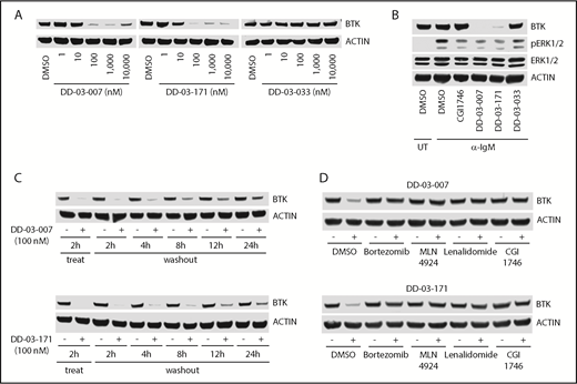 Figure 2. BTK degraders induce potent and sustained BTK degradation dependent on CRBN, neddylation, and the proteasome. (A) Immunoblots from Ramos B cells treated as indicated for 4 hours. (B) Immunoblots from Ramos B cells pretreated with the indicated compounds (1 μM) for 4 hours followed by stimulation with α-immunoglobulin M (10 μg/mL) for 30 minutes. (C) Immunoblots from Ramos B cells treated for 2 hours with indicated compounds, followed by washout for indicated times. (D) Immunoblots from Ramos B cells pretreated for 1 hour with bortezomib (500 nM), MLN4924 (1 μM), lenalidomide (10 μM), or CGI1746 (10 μM) and then treated with either DD-03-007 or DD-03-171 (100 nM) for 4 hours. DMSO, dimethyl sulfoxide; IgM, immunoglobulin M; UT, untreated.
