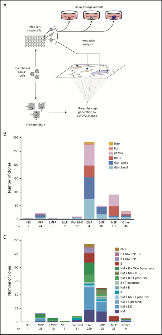 Figure 1. Distribution of differentiated cell outputs of defined phenotypes of lin– CD34+ CB cells. (A) General experimental design. (B-C) Number of input cells in each of the 8 CD34+ input phenotypes analyzed with the output activities shown. Hematopoietic stem cells (HSC): CD34+CD38–CD45RA–CD90+CD49f+. MPPs: CD34+CD38–CD45RA–CD90–CD49f–. LMPPs: CD34+CD38–CD10–CD45RA+. MLPs: CD34+CD38–CD10+CD45RA+. CMPs: CD34+CD38+CD10–CD135+CD45RA–. MEPs: CD34+CD38+CD10–CD135–CD45RA–. GMPs: CD34+CD38+CD10–CD135+CD45RA+. Pre–B/NKs: CD34+CD38+CD10+CD45RA+. The number of input cells (n) within each phenotype is also shown. Legends indicate the combinations of lineages observed visually in (B) MC assays or (C) according to flow cytometry in STCs. (B) Number of 6 types of clonogenic cells identified in single-cell MC assays of 660 randomly selected, index-sorted lin–CD34+ CB cells (3 experiments). (C) Number of cells with indicated cellular outputs assessed in 3-week single-cell STC assays of 480 randomly selected, index-sorted lin–CD34+ CB cells (2 experiments).