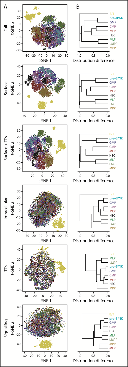 Figure 4. Lineage information is contained in multiple protein parameters, including signaling states. (A) t-SNE distributions obtained using all 40 analyzed parameters; TFs only (GATA3, PAX5, PU.1, TAL1, CEBPα, and GATA1); surface markers only (CD45RA, CD71, CD45, CD114, CD123, CD34, CD33, CD49f, CD10, CD135, CD38, CD90, HLADR, and CD133); intracellular markers only (pSHP2, GATA3, pCRKL, pSrc, pACC, Cyclin B1, PAX5, PU.1, pSTAT5, pAKT, pSTAT1, pSMAD2/3, pP38, pSTAT3, pMAPKAPK2, IκBα, pCREB, active β-catenin, pERK1/2, Ki67, pSykZap70, TAL1, CEBPα, pS6, GATA1, and peEF2); active signaling intermediates (pSHP2, pCRKL, pSrc, pACC, pSTAT5, pAKT, pSTAT1, pSMAD2/3, pP38, pSTAT3, pMAPKAPK2, IκBα, pCREB, active β-catenin, pERK1/2, pSyk/Zap70, pS6, and peEF2), or surface markers together with TFs. (B) Hierarchical clustering of phenotypically defined populations based on pairwise differences in each of their t-SNE distributions from (A).