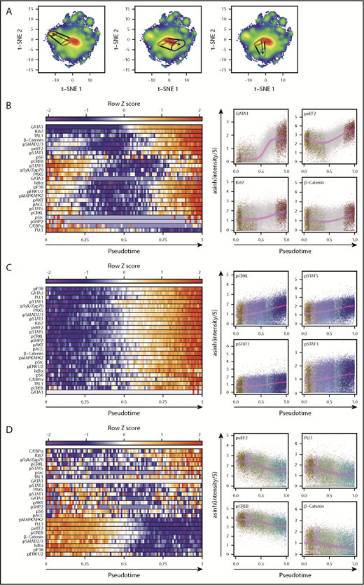 Figure 6. Molecular transitions reveal that changes in signaling and cell cycle parameters accompany TF alterations. (A) Pseudo-time axes for transitions between cells that produced CD34+ cells but no mature cells in STC, to STC-E (left), STC-NM (middle), and STC-B (right). Areas enclosing the most probable regions (minimum area containing 15% of the total probability density) of cells with these lineage capabilities are indicated. Start and end points were set as the most probable point in the first category and the progenitors of single lineages, respectively. (B-D) Normalized levels of each intracellular marker are shown across 100 bins of pseudo-time in the left plots. Bin values represent the median level of a given marker for all cells within that pseudo-time bin. Single cells, colored based on their most probable lineage outputs, are shown for the 4 markers that differ the most over pseudo-time in the left plots (highest residuals). Solid violet lines indicate best fits for either linear, sigmoidal, or Gaussian regressions (fit selected by using the Bayesian Information Criterion). Fits from 1000 bootstrap replicates of 1% of the total cells are shown as faint violet lines to indicate a probable range. Transitions from cells that produced only CD34+ progeny in STC to STC-E are shown in (B), to STC-NM in (C), and to STC-B in (D).