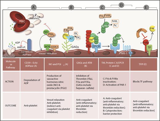 Figure 2. Antithrombotic function of endothelial cells. (A) The endothelium presents an antiadhesive phenotype maintained through 3 intrinsic pathways: the CD39/ecto-adenosine diphosphatase (ecto-ADPase) pathway, which depletes the platelet agonist, ADP, and the PGI2 and NO pathways, which inhibit platelet activation. With respect to depletion of ADP, spatial limitations dictate that this primarily occurs for ADP release from platelets adherent to activated endothelium or matrix proteins. (B-E) The endothelium uses several mechanisms to neutralize α-thrombin. (B) First, antithrombin (AT) binds to GAGs on the endothelial cell surface and inactivates α-thrombin (IIa), FXa, and several other coagulation proteases. (C-D) Second, thrombin can be efficiently converted from a procoagulant to anticoagulant protease in the microcirculation by binding the endothelial integral membrane protein TM and the endothelial protein C receptor (EPCR). Once bound to these receptors, thrombin cleaves and activates protein C (PC) to generate APC. (C) APC functions as an anticoagulant by proteolytically inactivating FVa and FVIIIa. (D) If APC remains bound to the EPCR, it induces signaling through PAR1 to elicit cytoprotection and increased endothelial barrier function. (E) Healthy endothelium also expresses high levels of TFPI that inhibit formation of the tissue factor (TF)/FVIIa complex, thereby preventing the initiation of coagulation and subsequent thrombin generation. AMP, ecto-adenosine monophosphate; Pi, inorganic phosphate, PAR1, protease-activated receptor 1; RBC, red blood cell.
