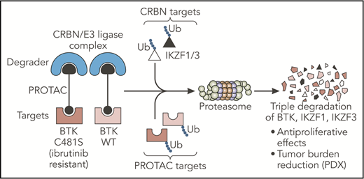 The PROTAC designed by Dobrovolsky et al leads to the triple degradation of BTK, IKZF1, and IKZF3 through their Ub and consequent degradation by the proteasome. This small molecule degrades both WT and C481S-mutated BTK proteins and overcomes ibrutinib resistance in B-cell malignancies in vivo. CRBN, cereblon; PDX, patient-derived xenograft; Ub, ubiquitination; WT, wild-type. Professional illustration by Somersault18:24.