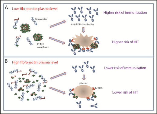 The data reported by Krauel et al show that fibronectin could decrease the formation and the size of platelet factor 4/heparin complexes (PF4/H), the risk of immunization to PF4 of heparin-treated patients, and platelet activation induced by HIT antibodies (B). Therefore, low-plasma fibronectin levels could be a risk factor for higher levels of antibodies to PF4/heparin complexes and for HIT (A).