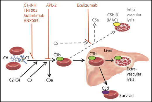Role of the classical and terminal complement activation pathways in CAD and targets of complement inhibitors. Only relevant details are shown. Black arrow, major pathway; gray/dotted arrow, minor pathway; C1-INH, plasma-derived C1 esterase inhibitor; MAC, membrane attack complex.