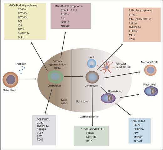Germinal center–derived B-cell lymphomagenesis. *Diffuse large B-cell lymphoma (DLBCL), recently subclassified as MCD, BNS, N1, and EZB subgroups.10