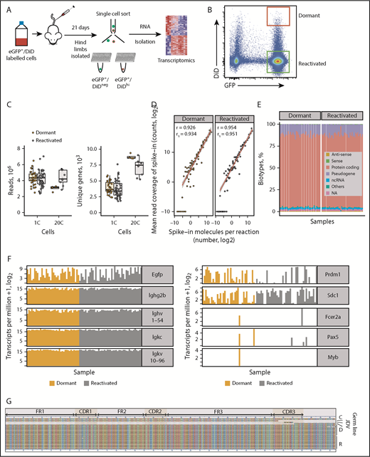 Figure 1. Single-cell transcriptome of dormant myeloma cells. (A) Experimental workflow for scRNAseq of dormant and reactivated MM cells. eGFP+DiD+ 5TGM1 cells were injected IV into BKAL mice. Hind limbs were isolated and individual eGFP+DiDhi and eGFP+DiDneg cells sorted into 96-well plates for scRNAseq. (B) Representative flow plot illustrating the gating of eGFP+DiDhi dormant and eGFP+DiDneg reactivated cell populations for cell isolation and scRNAseq. (C) Distribution of sequencing read coverage (left) and number of uniquely mapped genes (right) from across single (1C) and pooled (n = 20; 20C) dormant and reactivated cells. (D) Distribution of 92 External RNA Controls Consortium spike-in controls across dormant and reactivated single cells. (E) Distribution of gene biotypes for dormant and reactivated cells. (F) Transcript profile of dormant and reactivated single cells showing the expression level of Egfp and idiotype genes (left) and plasma cell (Prdm1, Sdc1), naive B-cell (Fcer2a, Pax5), and myeloid lineage (Myb) genes (right). (G) Alignment of the VDJ sequence from individual 5TGM1 cells. Each row represents a single cell. C, consensus sequence; D, dormant samples; NA, not annotated; ncRNA, noncoding RNA; R, reactivated samples.