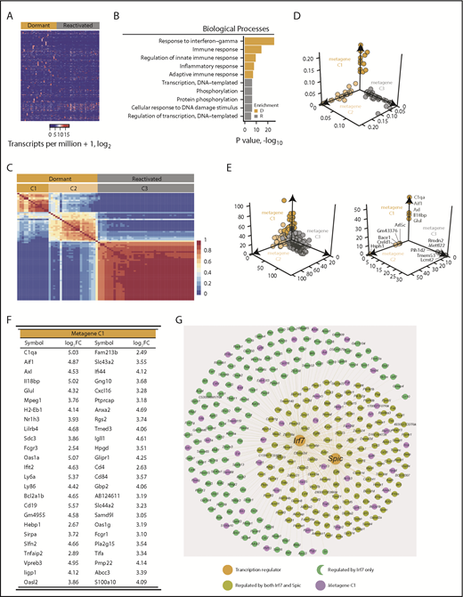 Figure 2. Dormant myeloma cells express a distinct gene signature. scRNAseq analysis of eGFP+DiDhi dormant and eGFP+DiDneg reactivated cell populations using SMART-seq. (A) Heatmap of 1492 differentially expressed genes between dormant and reactivated cells. (B) Biological processes associated with the genes upregulated in dormant (D; gold) and upregulated in reactivated (R; gray) populations. (C) Consensus matrix of nonnegative matrix factorization analysis of 1492 differentially expressed genes between dormant and reactivated cells defines 2 dormant (gold; C1 and C2) and 1 reactivated (gray; C3) cluster. (D) Distribution of individual cell sample contributions to each of the 3 metagenes. (E) Distribution of all the genes (top) and the top 5 unique genes (bottom) contributing to each metagene. (F) Top 50 genes from the primary (C1) dormant metagene sorted by descending contribution. (G) Genes predicted to be controlled by the Irf7 and Spic transcription factors.