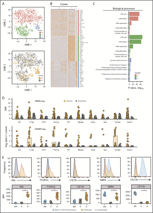 Figure 3. Dormant myeloma cells express a myeloid transcriptome signature. scRNAseq analysis of eGFP+DiDhi dormant and eGFP+DiDneg reactivated cell populations using MARS-seq. (A) t-distributed stochastic neighbor embedding (t-SNE) plots of the MARS-seq analysis of 1067 single myeloma cells identifies 3 distinct clusters (0, 1, and 2) (top) and maps eGFP+DiDhi dormant cells to cluster 2 (gold; D) and eGFP+DiDneg reactivated cells to C0 and C1 (gray, R) (bottom). (B) Heatmap of the top 20 genes contributing to each cluster (red, 0; green, 1; and blue, 2). (C) Database for Annotation, Visualization and Integrated Discovery functional annotation of the top 5 biological processes associated with each cluster. (D) Transcript profile of 10 common genes identified by MARS-seq (top) and SMART-seq (bottom) workflows for individual dormant (gold) and reactivated (gray) cells. Horizontal lines are the median; box indicates the IQR. (E) Histograms of expression of myeloid markers (top) and quantitation of mean fluorescent intensity of expression (MFI; bottom) of Gr1+CD11b+ bone marrow (BM), eGFP+DiDhi dormant, and eGFP+DiDneg reactivated cells. Mann-Whitney test: ***P < .001. UMI, unique molecular identifier.