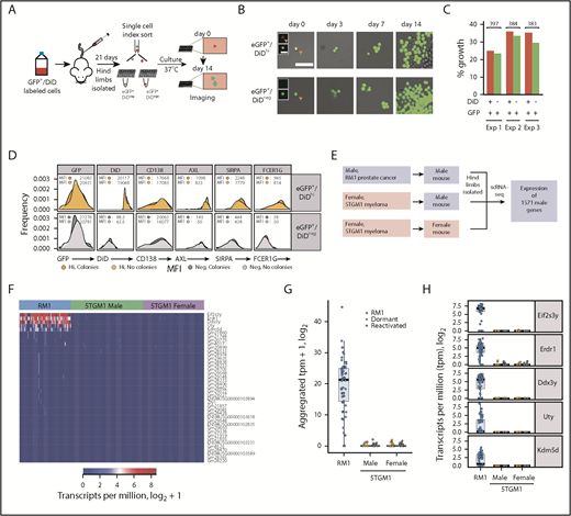 Figure 4. Myeloid gene signature originates from donor myeloma cells and not host myeloid cells. (A) Experimental workflow to examine the proliferative potential of dormant myeloma cells. eGFP+DiD+ 5TGM1 cells were injected IV into BKAL mice. Hind limbs were isolated, and eGFP+DiDhi and eGFP+DiDneg cells were index sorted into individual wells of 96-well plates. Plates were cultured and imaged over 14 days. (B) Representative images of individual eGFP+ cells isolated from eGFP+DiDhi (top) and GFP+DiDneg (bottom) cell populations at day 0 through day 14. Inset images show eGFP and DiD channels separately. Scale bar = 50 µm; inset scale bar = 20 µm. (C) Histogram showing the proportion of wells containing eGFP+ colonies after 14 days from 3 independent experiments. Red bars represent dormant MM cells; green bars represent reactivated MM cells. Numbers are individual cells evaluated from each experiment. (D) Histograms of the aggregated expression of myeloma cells and myeloid markers from index-sorted dormant (gold) and reactivated (gray) cells that formed colonies or those that did not. (E) Schematic workflow for the analysis of expression of 1571 Y-chromosome (chrY) genes from RM1 (positive control) and 5TGM1 scRNAseq data from cells isolated from male and female mice. (F) Heatmap of the top 41 chrY genes detected from raw unfiltered counts from RM1 cells (blue) and 5TGM1 cells isolated from male (green) and female (purple) mice. (G) Aggregated raw unfiltered counts of 41 chrY genes in RM1 single cells isolated from male mice and 5TGM1 single cells isolated from male and female mice. (H) Transcript profile of the top 5 chrY genes from raw unfiltered counts in RM1 single cells and 5TGM1 single cells isolated from male and female mice.