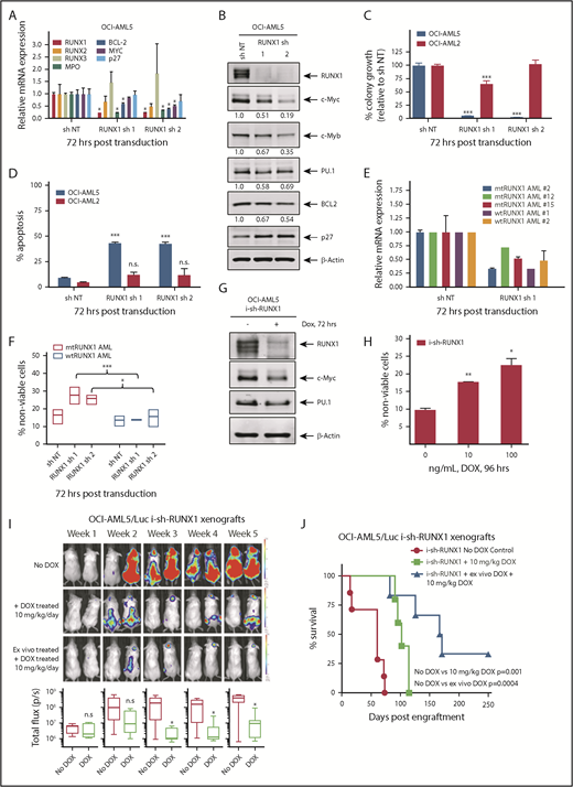 Figure 1. Depletion of RUNX1 by shRNA diminishes RUNX1 target gene expression and induces greater in vitro lethality in mtRUNX1-expressing than wtRUNX1 AML BPCs, as well as attenuates leukemia engraftment and significantly prolongs survival of mice bearing luciferase-expressing OCI-AML5 xenografts. (A) Relative mRNA expression of RUNX1, RUNX2, RUNX3, MPO, BCL-2, and MYC in OCI-AML5 cells transduced with non-target shRNA (sh NT) or RUNX1 shRNA for 72 hours. Expression of each mRNA was normalized to GAPDH and to sh NT. (B) Immunoblot analysis of OCI-AML5 cells transduced with sh NT or RUNX1 shRNA for 72 hours. The numbers beneath the bands represent densitometry analysis. (C) Colony growth of OCI-AML5 and OCI-AML2 cells transduced with sh NT or RUNX1 shRNA for 72 hours. ***P < .005 compared with sh NT–transduced cells. (D) Percent apoptosis in OCI-AML5 and OCI-AML2 cells transduced with sh NT or RUNX1 shRNA for 72 hours. ***P < .005 compared with sh NT-transduced cells. (E) qPCR analysis for RUNX1 expression in PD mtRUNX1 AML cells (n = 3) and wtRUNX1 AML (n = 2) transduced with sh NT or RUNX1 shRNA for 72 hours. Relative mRNA expression was normalized to GAPDH and compared with sh NT expression levels. (F) PD CD34+ mtRUNX1 (n = 3) and wtRUNX1 AML (n = 2) samples were transduced with sh NT or RUNX1 shRNA for 72 hours. The percentage of nonviable cells was determined by using flow cytometry. *P < .05, ***P < .005 relative to sh NT cells. (G) Immunoblot analysis after 72 hours of 100 ng/mL doxycycline (DOX) treatment in OCI-AML5 cells expressing a DOX-inducible shRNA against RUNX1. (H) OCI-AML5 i-sh-RUNX1 cells were induced with the indicated concentrations of DOX for 96 hours. At the end of treatment, cells were stained with propidium iodide, and the percent nonviable cells were determined according to flow cytometry. Columns, mean of 3 experiments; bars, standard error of the mean. *P < .05, **P < .01 relative to no-DOX treatment. (I) Bioluminescent imaging of mice after infusion of OCI-AML5/GFP-Luc cells transduced with DOX-inducible RUNX1-shRNA (i-sh-RUNX1) and treated daily with 10 mg/kg of DOX. Mice were also infused with OCI-AML5/GFP-Luc cells that had been ex vivo treated with DOX for 72 hours, then treated daily with 10 mg/kg of DOX to further suppress leukemia engraftment. The box plots beneath show the total bioluminescent flux for the mice treated with DOX vs no DOX over 5 weeks of treatment. (J) The survival of the mice in the 3 cohorts is represented by a Kaplan-Meier survival plot. n.s., not significant.