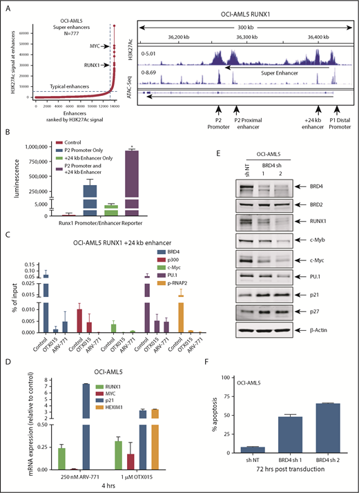 Figure 3. Treatment with BETi reduces BRD4 occupancy on the enhancers of RUNX1 and in AML cells, and knockdown of BRD4 depletes RUNX1 expression and induces apoptosis of AML cells. (A) Ranked ordering of super-enhancers analysis in OCI-AML5 cells (left). Total H3K27Ac ChIP-Seq signal in units of reads per million in enhancer regions for all enhancers in OCI-AML5. Enhancers are ranked by increasing H3K27Ac ChIP-Seq signal. ChIP-Seq signal density plots for H3K27Ac and ATAC-Seq accessibility profiles in the RUNX1 locus of OCI-AML5 cells (right). The locations of the P1 and P2 promoter, +24 kb enhancer, P2 proximal enhancer (corresponds to the mouse +110 enhancer reported by Marsman et al62), and the intronic super-enhancer are noted. (B) Reporter constructs containing the RUNX1 P2 promoter and/or a portion of the +24 kb enhancer were transfected into HEK293 cells utilizing polyethylenimine (PEI) and incubated for 48 hours. Relative luciferase activity for each construct was quantified and is reported as total luminescence. *P < .05 compared to P2 promoter or +24 kb enhancer-alone transfected cells. (C) ChIP qPCR of BRD4, c-Myc, p300, PU.1, and pSer2-RNAP2 occupancy in the RUNX1 +24 kb enhancer after treatment with 1000 nM of OTX015 or 250 nM of ARV-771 for 16 hours in OCI-AML5 cells. (D) Relative mRNA expression of RUNX1, MYC, PU.1, HEXIM1, and p21 in OCI-AML5 cells treated with ARV-771 or OTX015 for 4 hours. Expression of each mRNA was normalized to GAPDH and to the untreated control cells. (E) Immunoblot analysis of OCI-AML5 cells transduced with sh NT or BRD4 shRNAs and incubated for 72 hours. (F) Percent apoptosis induced in OCI-AML5 cells transduced with sh NT or BRD4 shRNA for 72 hours.