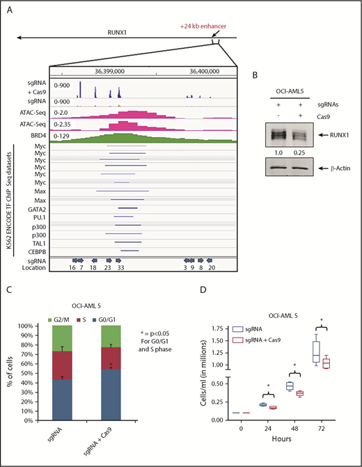 Figure 5. Effect of targeting the +24 kb enhancer region of RUNX1 by CRIPSR/Cas9. (A) sgRNAs were developed by using the CRISPR/Cas9 target online predictor (CCTOP) algorithm and cloned into a lentiviral vector (pLenti-sgRNA). Locations and orientation of sgRNAs used are marked with a blue arrow. Pooled lentiviral particles were transduced into OCI-AML5 cells, and sgRNAs were stably selected with puromycin. Adenoviral-expressed Cas9 was transduced into stable selected sgRNA-expressing OCI-AML5 cells, and the cells were grown for 10 passages. (A) Signal density plot of a region within the +24 kb enhancer in OCI-AML5 cells with sgRNA alone and sgRNA+ Cas9 showing indels in the surviving clones, OCI-AML5 control cell ATAC-Seq, MOLM14 BRD4 ChIP-Seq, and ENCODE K562 transcription factor (TF) ChIP-Seq data sets. (B) Immunoblot analysis of RUNX1 in OCI-AML5 cells transduced with sgRNAs and/or Cas9 after 10 passages. The expression levels of β-actin in the lysates served as the loading control. (C) Cell cycle status of OCI-AML5 cells stably transduced with sgRNAs vs those transduced with sgRNAs and Cas9. *Indicates G0/G1 and S phase values that are significantly altered in the sgRNA- and Cas9-transduced cells vs cells transduced with only sgRNAs (P < .05). (D) Cell proliferation of OCI-AML5 cells with sgRNA and sgRNA+ Cas9 cells over 72 hours. *Indicates values that are significantly less in OCI-AML5 cells after Cas9 transduction (P < .05).