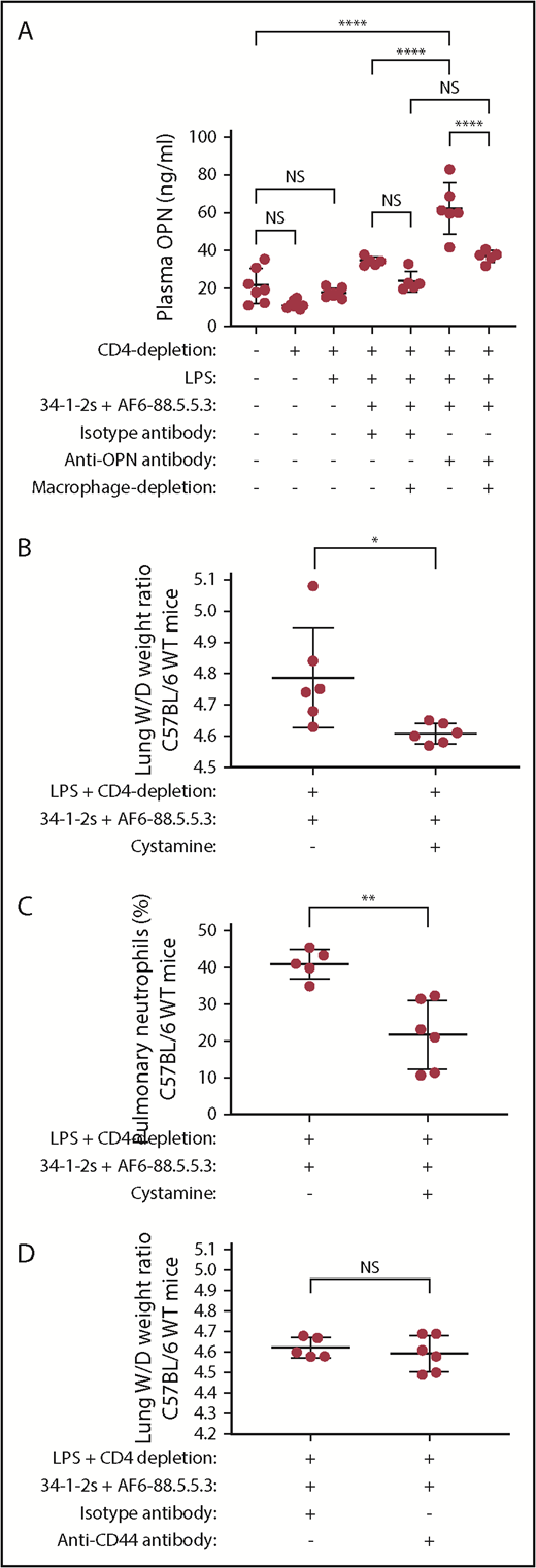 Figure 6. Plasma OPN levels are low during TRALI, increase upon TRALI prevention by OPN blockade with levels remaining low when macrophages are depleted, and treatment with cystamine but not with anti-CD44 antibody prevents antibody-mediated PMN-dependent TRALI. Plasma OPN levels in C57BL/6 WT mice primed with LPS and/or depleted of CD4+ T cells, injected with anti-MHC class I antibodies (clones 34-1-2s and AF6-88.5.5.3), injected with either isotype control antibody or anti-OPN antibody, and depleted or not of macrophages (A). Lung W/D weight ratios (B,D) and percentage of pulmonary PMNs (C) in C57BL/6 WT mice primed with LPS, depleted of CD4+ T cells, injected with anti-MHC class I antibodies (clones 34-1-2s and AF6-88.5.5.3) and either cystamine or not (B,C) or anti-CD44 antibody or isotype antibody (D). Statistical analysis was performed with 1-way ANOVA with a Tukey post hoc test (A) or with 1-tailed unpaired Student t test (B-D). Each dot represents 1 mouse, and error bars represent SD. *P < .05, **P < .01, ****P < .0001.