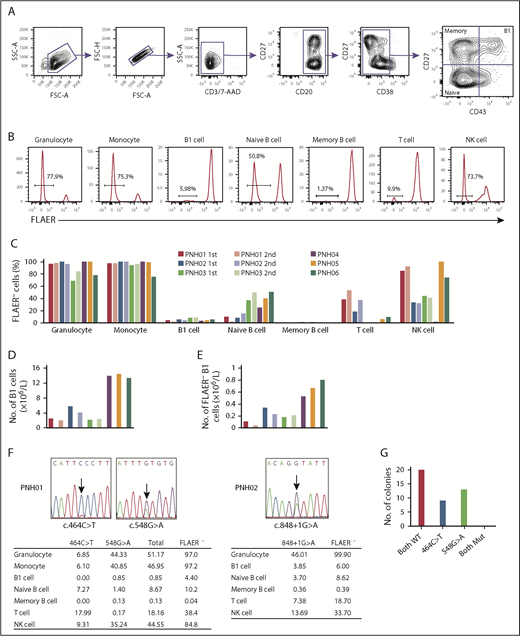 Figure 1. GPI-AP deficiency and PIGA mutations in each cell population of PB from PNH patients. (A) Gating strategy to analyze and sort B1 cells and other B-lineage cells from PNH patients. CD19 cells were enriched using microbeads and gated as shown. Doublets were excluded based on forward scatter (FSC) profiles, and dead cells and T cells were excluded by gating 7-aminoactinomycin D–negative (7-AAD−) and CD3− cells, respectively. B-cell subsets were defined as: B1 cells, CD19+CD20+CD27+CD43+CD38lo/int; naive B cells, CD19+CD20+CD27−CD43−CD38lo/int; and memory B cells, CD19+CD20+CD27+CD43−CD38lo/int. (B) Representative histograms of FLAER staining in granulocytes, monocytes, B1 cells, naive B cells, memory B cells, T cells, and natural killer (NK) cells from PNH06. Percentages indicate FLAER− cells. (C) Percentages of FLAER− cells in the indicated PB-cell populations in the first and second samples from the 6 PNH patients. Second samples were obtained from PNH01, PNH02, and PNH03. (D) Absolute numbers of B1 cells. The absolute numbers of B1 cells were calculated by multiplying the number of CD19+ cells by the percentage of B1 cells in CD19+ cells (supplemental Table 4). (E) Absolute numbers of FLAER− B1 cells. The absolute numbers of FLAER− B1 cells were calculated by multiplying the number of B1 cells by the percentage of FLAER− B1 cells (supplemental Table 4). (F) Sanger sequences of the PIGA gene indicating the 2 mutations in PNH01 and 1 mutation in PNH02. The tables below show the percentages of the PIGA-mutated allele frequencies in each cell population measured by digital PCR. (G) Results of sequencing of bacterial colonies transfected with plasmids carrying genomic DNA from PNH01. FSC-A, FSC–area; FSC-H, FSC–height; Mut, mutated; SSC-A, side scatter–area; WT, wild type.