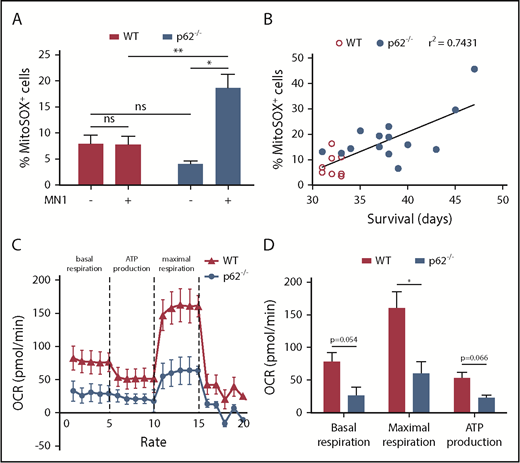 Figure 4. Mitochondrial functions in p62−/−leukemia cells were defective. (A) Mitochondrial superoxide levels of LK HSC cells from healthy mice (n = 3 per group) and GFP+ LK blasts from MN1 leukemic mice (n = 8 in WT and n = 14 in p62−/− leukemic mice) were analyzed by flow cytometry using MitoSOX. (B) Pearson’s correlation was used to determine the correlation between the proportions of MitoSOX+ leukemic cells with the survival time of leukemic mice. (C) Mitochondrial respiration of WT and p62−/− MN1 leukemic mice (n = 3 per group) was determined by measuring the OCR. The experiment was performed in real time by the 96-well Seahorse Bioscience Extracellular Flux Analyzer XF96. (D) The rates of basal respiration, maximal respiration, and adenosine triphosphate (ATP) production were compared between WT and p62−/− group (n = 3 per group). Values are mean ± SEM. ns, not significant; *P ≤ .05; **P ≤ .01; ***P ≤ .001.