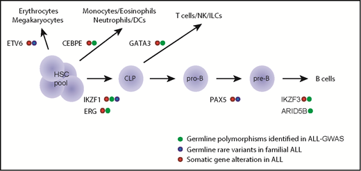 Figure 1. Genetic variations in hematopoietic transcription factors contribute to the inherited risk of developing ALL. This diagram shows transcriptional factor genes in which germline genetic variation have been associated with ALL risk (eg, common polymorphisms linked to ALL susceptibility and rare variants linked to familial predisposition to ALL). The transcriptional factors are drawn largely according to the hematopoietic developmental stage at which they are known to operate. CLP, common lymphoid progenitor; DCs, dendritic cells; HSC, hematopoietic stem cell; ILCs, innate lymphoid cells; NK, natural killer cells; pre-B, pre-B cell; pro-B, pro-B cell.