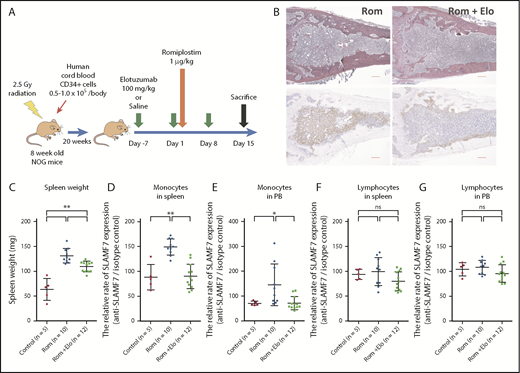 Figure 5. Analyses of femur BM sections, spleen weight, and SLAMF7 expression of monocytes in the spleen and PB of hNOG mice treated with Rom and Elo. (A) The protocol for the transplantation of human cord blood into NOG mice and the administration of Rom and Elo to transplanted hNOG mice in this study. (B) The silver staining and immunohistochemical staining with α-smooth muscle actin (α-SMA) of a femur BM section from hNOG mice treated with Rom and Elo. Both the silver-stained and α-SMA-stained BM sections showed increased fibrosis. (Left) The BM section of mice treated with Rom alone. The BM stroma with silver staining exhibited dense reticulin fibers intermingled with bundles of collagen. In addition, the BM stroma was diffusely α-SMA positive and stained brown in α-SMA staining. MF grade was evaluated as MF-3. The image is representative of 10 mice treated with Rom alone. (Right) The BM section of mice treated with Rom and Elo. The BM stroma exhibited focally dense reticulin fibers forming extensive intersections and was partially α-SMA positive. MF grade was evaluated as MF-2. Elo suppressed Rom-induced MF. The image is representative of 12 mice treated with Rom plus Elo. Pictures were taken and digitized by a BZ-X700 microscope and with BZ-H3A software. Original magnification ×20 for panel B. Scale bar, 300 μm. (C) The spleen weight of the treated hNOG mice. Both mice treated with Rom alone (n = 10) and mice treated with Rom plus Elo (n = 12) exhibited higher spleen weight than control mice (n = 5). The spleen weight significantly decreased in mice treated with Rom plus Elo compared with mice treated with Rom alone. (D) Analysis of the relative rate of SLAMF7 expression (anti-SLAMF7 antibody/isotype control) of CD45+CD14+ monocytes in the spleen of the treated hNOG mice. The relative rate of SLAMF7 expression of monocytes in the spleen significantly increased in mice treated with Rom alone (n = 10) compared with control mice (n = 5) and mice treated with Rom plus Elo (n = 12). (E) Analysis of the relative rate of SLAMF7 expression (anti-SLAMF7 antibody/isotype control) of CD45+CD14+ monocytes in the PB of the treated hNOG mice. The relative rate of SLAMF7 expression in monocytes in PB significantly increased in mice treated with Rom alone (n = 10) compared with control mice (n = 5) and mice treated with Rom plus Elo (n = 12). (F) Analysis of the relative rate of SLAMF7 expression (anti-SLAMF7 antibody/isotype control) in lymphocytes in the spleen of treated hNOG mice. No significant changes were observed in the relative rate of SLAMF7 expression of lymphocytes in the spleen among control mice (n = 5), mice treated with Rom alone (n = 10), and mice treated with Rom plus Elo (n = 12). (G) Analysis of the relative rate of SLAMF7 expression (anti-SLAMF7 antibody/isotype control) in lymphocytes in PB of treated hNOG mice. No significant changes were observed in the relative rate of SLAMF7 expression of lymphocytes in PB among control mice (n = 5), mice treated with Rom alone (n = 10), and mice treated with Rom plus Elo (n = 12), which is the same as the lymphocytes in the spleen. Results are reported as mean ± standard deviation values. Statistical significance was calculated using 1-way ANOVA with post hoc Tukey’s honestly significant difference test. *P < .05; **P < .01.