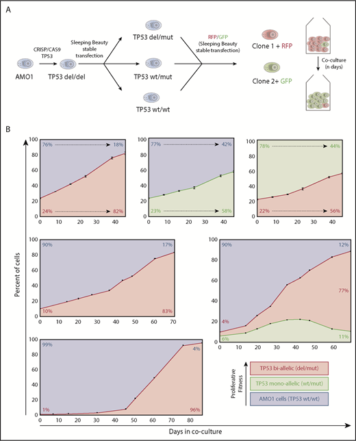 Figure 1. Hierarchy of TP53 alterations in myeloma. (A) Experimental approach to produce mono- and biallelic TP53 fluorescence-tagged clones. (B) Clonal competition assays of TP53 biallelic (red), TP53 monoallelic (yellow), and TP53 WT AMO1 cells (purple). Top-row experiments were performed in triplicate. The initial percentage of the subclone(s) at day 0 and at the end of the experiment is included in each figure. The share of the different clones based on the fluorescence signals of enhanced green fluorescent protein and/or LSS-Kate2 red fluorescent protein was determined every 4 to 14 days (black dots/bars). Error bars for the top-row figures represent the standard deviation based on 3 independent experiments.