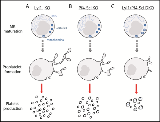 The effect of Lyl1-KO, Pf4-Scl-KO, and Lyl1/Pf4-Scl-DKO on megakaryocyte maturation, proplatelet formation, and platelet production. (A) Lyl1-KO mice presented with a phenotype similar to that of wild-type mice. (B) Pf4-Scl-KO mice exhibited mild phenotypic differences, including a less well-developed DMS and a slight macrothrombocytopenia. (C) Lyl1/Pf4-Scl-DKO mice presented with a severe phenotype, including an abnormal vesicular DMS, reduced number of granules, prominent mitochondria, reduced proplatelet formation, and marked macrothrombocytopenia with the resulting platelets containing DMS remnants.